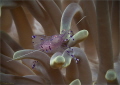   Sarasvati Anemone Shrimp approx. cmRaja Ampat West Papua Indonesia (approx. (approx  